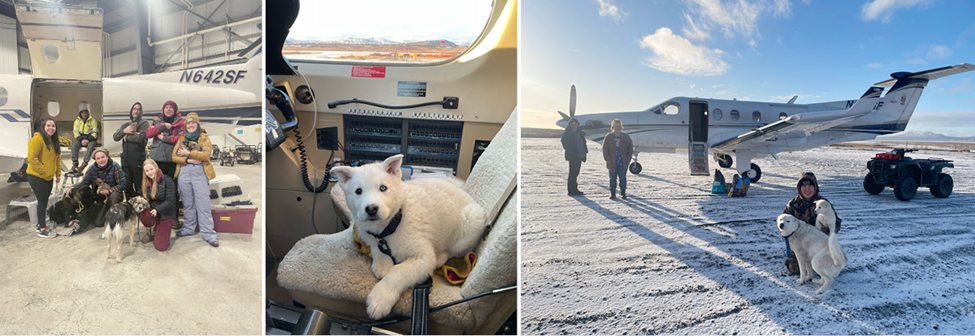 Resolve Aviation staff and rescue dogs boarding a charter plane in Alaska